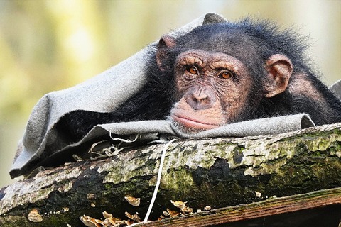 Chimpanse, Aalborg Zoo